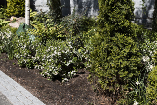 Gatstenshällar i granit lagd i tre rader utefter en rabatt.